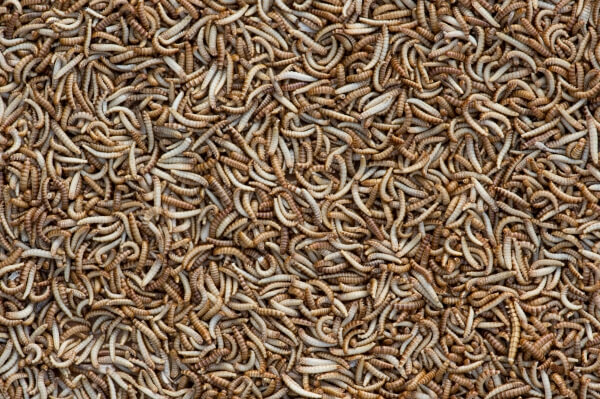 alphitobius leavigatus