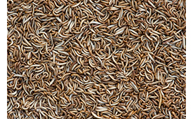 alphitobius leavigatus