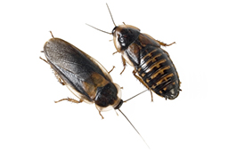 Blaptica dubia, Dubia roach