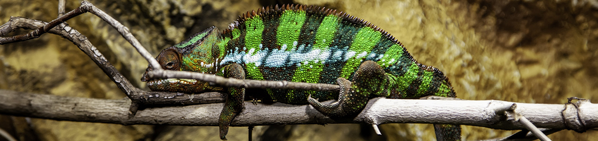 Feeder insects for reptiles