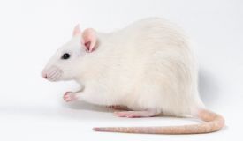 rattus norvegicus