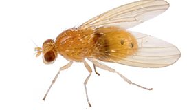 drosophila melanogaster