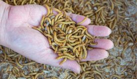 Mealworms
