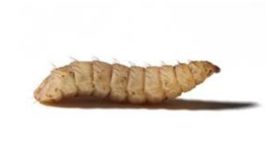 black soldier fly larvae