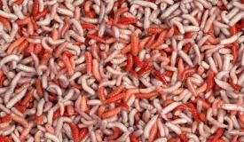 Calliphora vomitoria