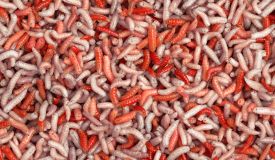 Maggots