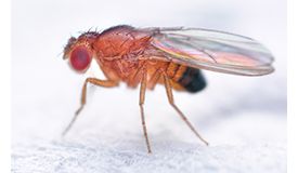 drosophila melanogaster