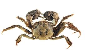 Chinese mitten crab