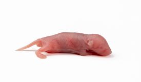 mus musculus