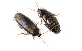 Blaptica dubia, Dubia roach