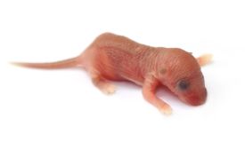 rattus norvegicus
