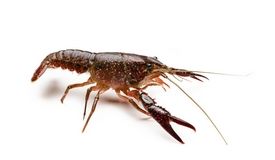 American crayfish