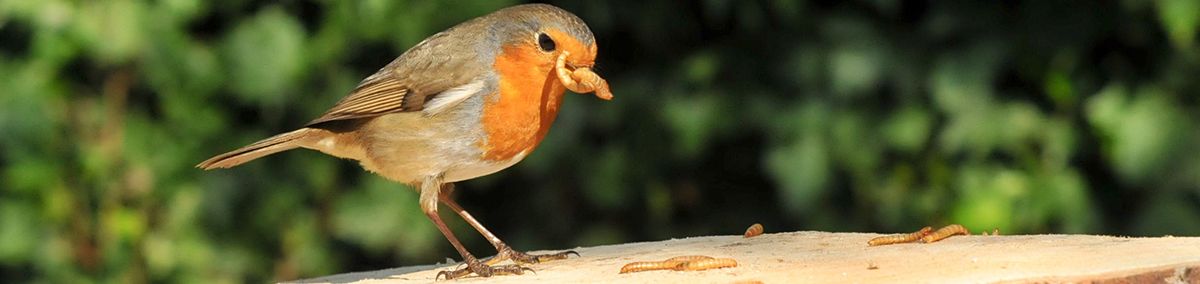 Live feed for birds