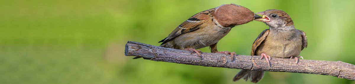 birdfood
