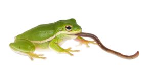 reptile food