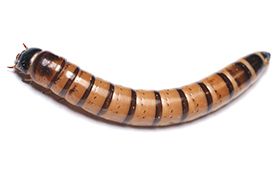 zophobas morio