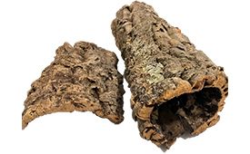 pinus pinaster