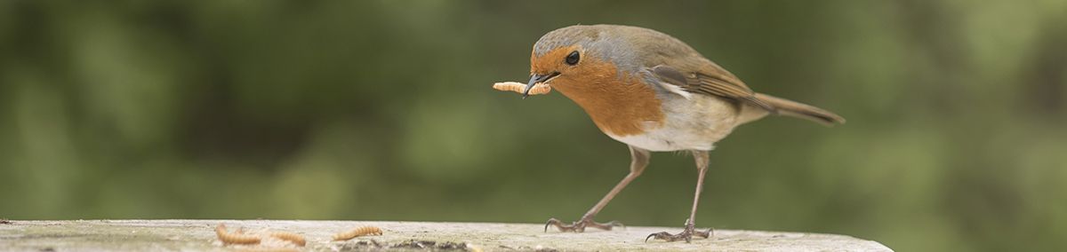 dutch meal worms