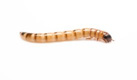 Superworm
