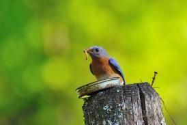 Birdfood