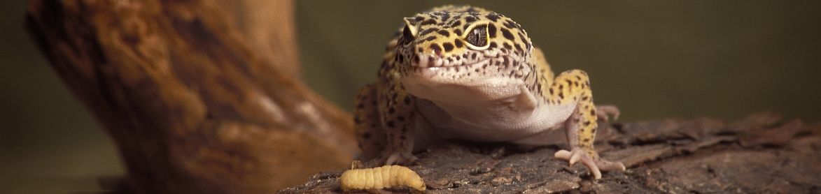 Home [www.dutchmealworms.com]