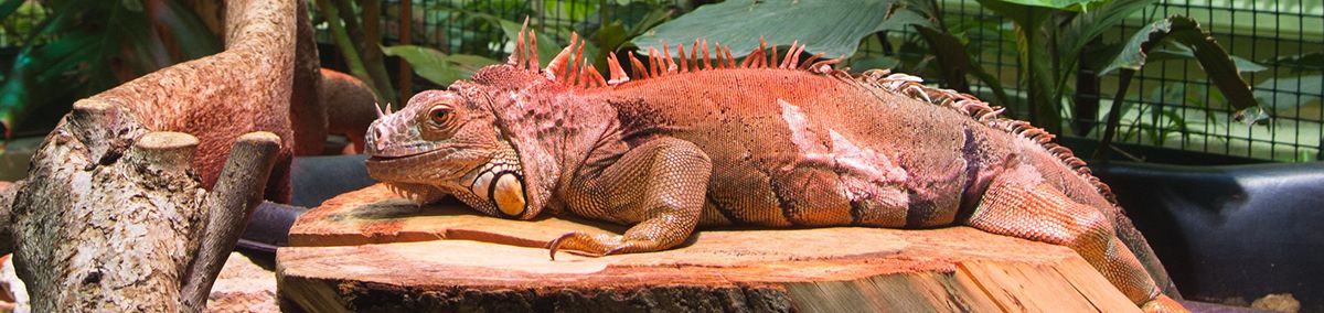 reptile food