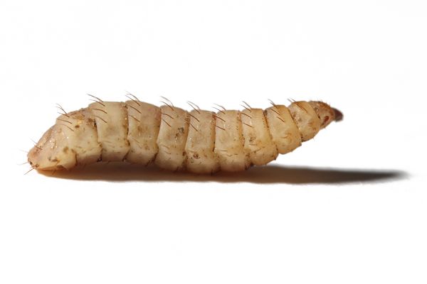 mermetia illucens