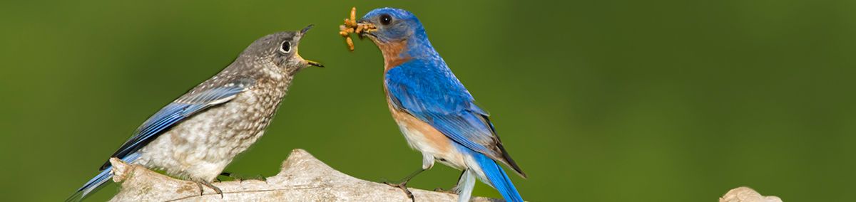 dutch meal worms